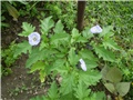 nicandra